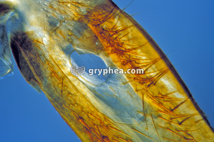 Tympan patte antérieure de Grillon x100 - gryphea.org